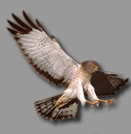 Northern Harrier