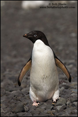 Adelie Penguin (Pygoscelis adeliae)