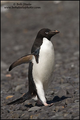 Adelie Penguin (Pygoscelis adeliae)