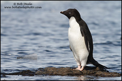 Adelie Penguin (Pygoscelis adeliae)