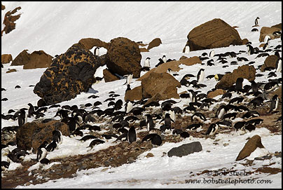 Adelie Penguin (Pygoscelis adeliae)