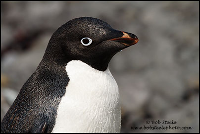 Adelie Penguin (Pygoscelis adeliae)
