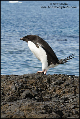 Adelie Penguin (Pygoscelis adeliae)