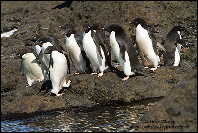 Adelie Penguin (Pygoscelis adeliae)