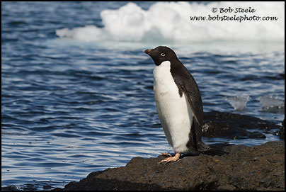Adelie Penguin (Pygoscelis adeliae)