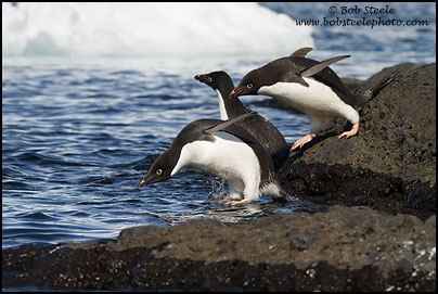 Adelie Penguin (Pygoscelis adeliae)