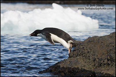 Adelie Penguin (Pygoscelis adeliae)