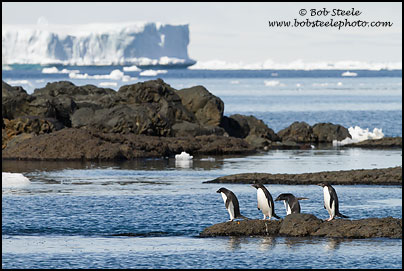 Adelie Penguin (Pygoscelis adeliae)