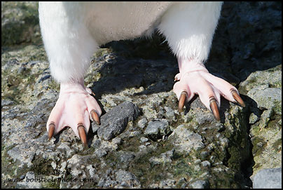 Adelie Penguin (Pygoscelis adeliae)