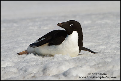 Adelie Penguin (Pygoscelis adeliae)