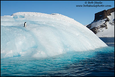 Adelie Penguin (Pygoscelis adeliae)