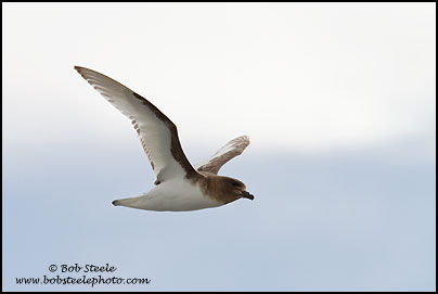 Antarctic Petrel (Thalassoica antarctica)