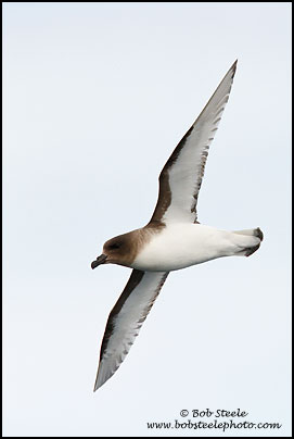 Antarctic Petrel (Thalassoica antarctica)