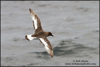 Antarctic Petrel (Thalassoica antarctica)