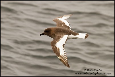 Antarctic Petrel (Thalassoica antarctica)