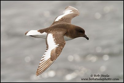 Antarctic Petrel (Thalassoica antarctica)