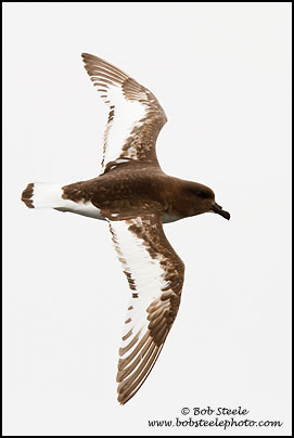 Antarctic Petrel (Thalassoica antarctica)