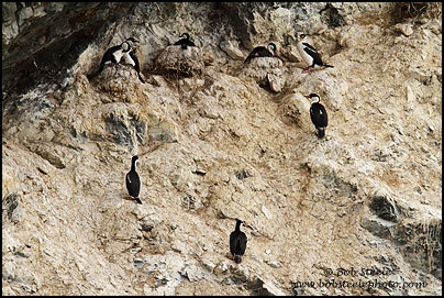 Antarctic Shag (Phalacrocorax bransfieldensis)