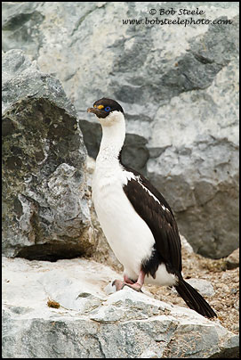 Antarctic Shag (Phalacrocorax bransfieldensis)
