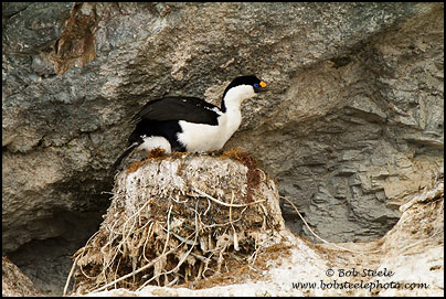 Antarctic Shag (Phalacrocorax bransfieldensis)