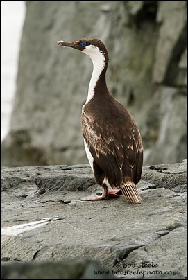 Antarctic Shag (Phalacrocorax bransfieldensis)