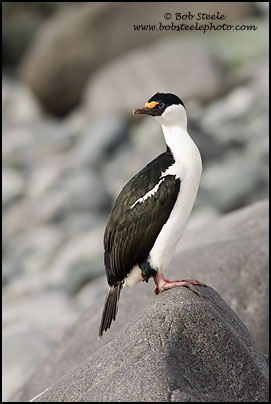 Antarctic Shag (Phalacrocorax bransfieldensis)