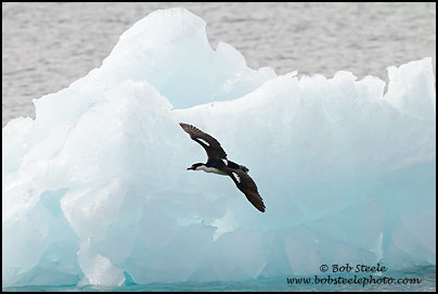 Antarctic Shag (Phalacrocorax bransfieldensis)