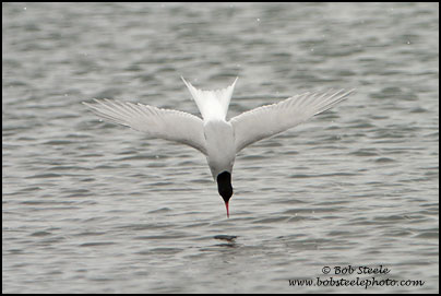 Antarctic Tern (Sterna vittata)