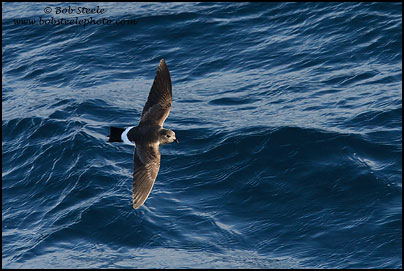 Black-bellied Storm-Petrel (Fregetta tropica)