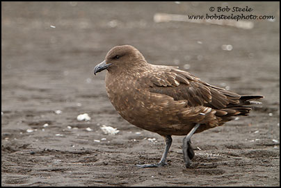 Brown Skua (Stercorarius antarcticus)
