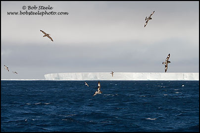 Cape Petrel (Daption capense)