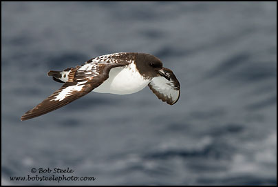Cape Petrel (Daption capense)