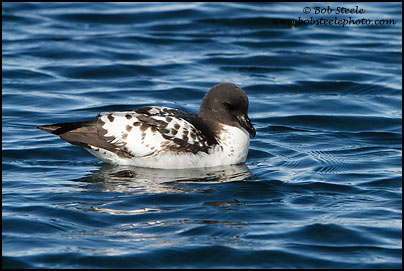Cape Petrel (Daption capense)