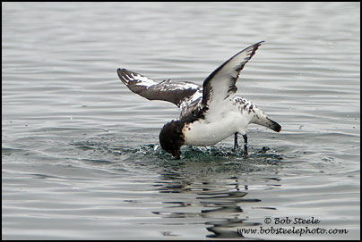 Cape Petrel (Daption capense)