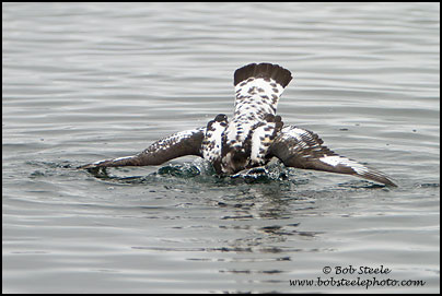 Cape Petrel (Daption capense)