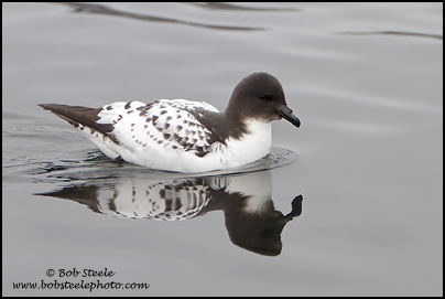 Cape Petrel (Daption capense)