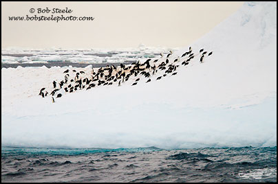 Chinstrap Penguin (Pygoscelis antarcticus)