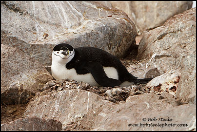 Chinstrap Penguin (Pygoscelis antarcticus)