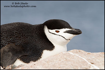 Chinstrap Penguin (Pygoscelis antarcticus)