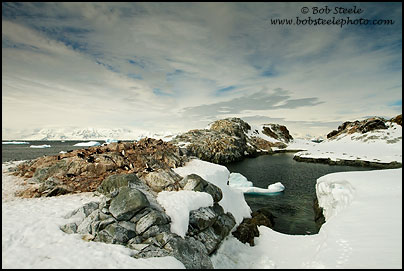 Chinstrap Penguin (Pygoscelis antarcticus)