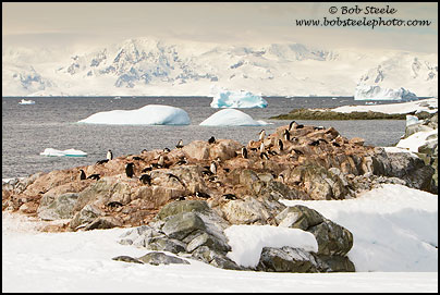 Chinstrap Penguin (Pygoscelis antarcticus)