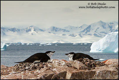 Chinstrap Penguin (Pygoscelis antarcticus)