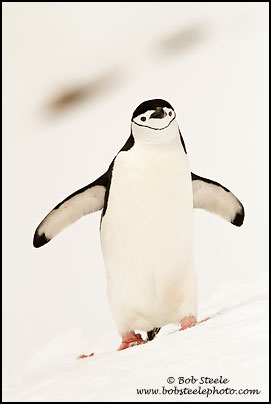 Chinstrap Penguin (Pygoscelis antarcticus)