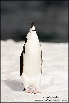 Chinstrap Penguin (Pygoscelis antarcticus)