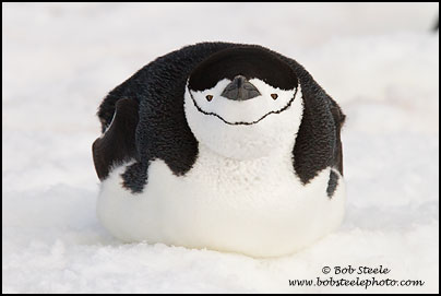 Chinstrap Penguin (Pygoscelis antarcticus)