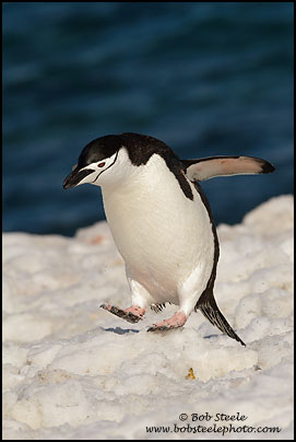 Chinstrap Penguin (Pygoscelis antarcticus)