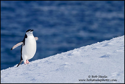 Chinstrap Penguin (Pygoscelis antarcticus)