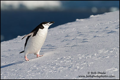 Chinstrap Penguin (Pygoscelis antarcticus)