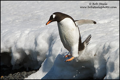 Gentoo Penguin (Pygoscelis papua)