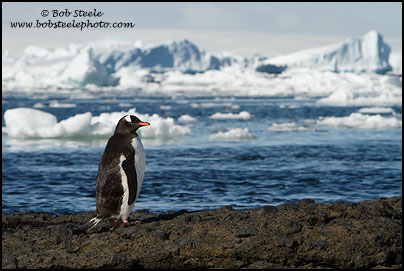 Gentoo Penguin (Pygoscelis papua)